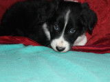 À vendre, 8 chiots Borders Collies LOF