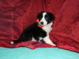 À vendre, 8 chiots Borders Collies LOF