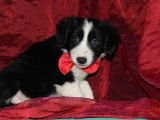 À vendre, 8 chiots Borders Collies LOF