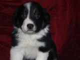 À vendre, 8 chiots Borders Collies LOF