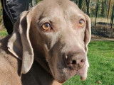Chienne Braque de Weimar de 10 ans &agrave; donner