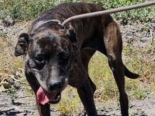 Chienne de 7 ans à adopter