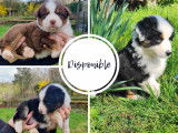 Femelles berger australien disponible de suite