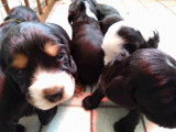 Chiots Cocker Anglais &agrave; vendre (2 Femelles & 5 M&acirc;les)