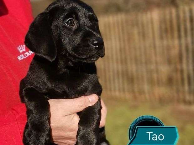 Chiot mâle Labrador noir LOF à vendre