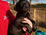 Chiot mâle Labrador noir LOF à vendre