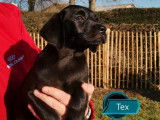 Chiot mâle Labrador noir LOF à vendre