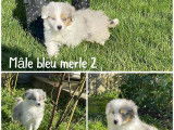 Des chiots Bergers Américains Miniatures LOF disponibles à la vente