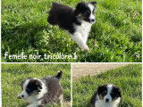 Des chiots Bergers Américains Miniatures LOF disponibles à la vente
