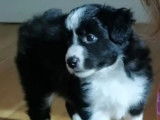 Chiots femelles Border Collie à vendre