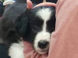 Chiots femelles Border Collie à vendre