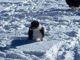 Chiots femelles Border Collie à vendre