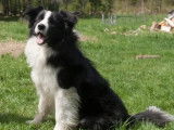 Chiots femelles Border Collie à vendre