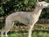 Des chiots Whippets LOF disponibles &agrave; l'achat
