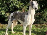 Des chiots Whippets LOF disponibles &agrave; l'achat