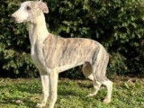 Des chiots Whippets LOF disponibles &agrave; l'achat