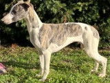 Des chiots Whippets LOF disponibles &agrave; l'achat