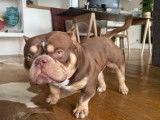 American Bully pocket de 1an et demi disponible pour saillie