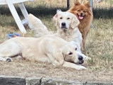 De type Golden Retriever disponible pour saillie