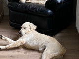 De type Golden Retriever disponible pour saillie