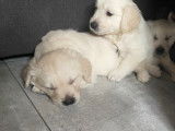 De type Golden Retriever disponible pour saillie