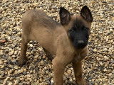 Chiots Malinois LOF à vendre