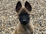 Chiots Malinois LOF à vendre