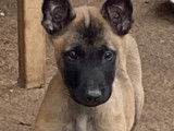 Chiots Malinois LOF à vendre