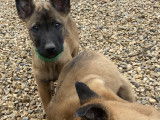 Chiots Malinois LOF à vendre