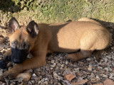 Chiots Malinois LOF à vendre