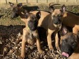 Chiots Malinois LOF à vendre