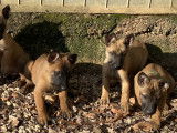 Chiots Malinois LOF à vendre
