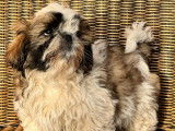 4 chiots mâles Shih Tzu LOF à vendre
