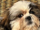4 chiots mâles Shih Tzu LOF à vendre