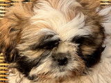 4 chiots mâles Shih Tzu LOF à vendre
