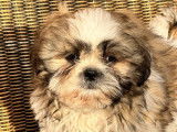 4 chiots mâles Shih Tzu LOF à vendre