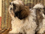 4 chiots mâles Shih Tzu LOF à vendre