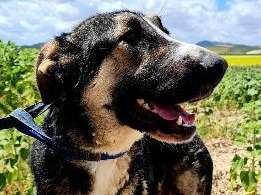 Chien à donner
