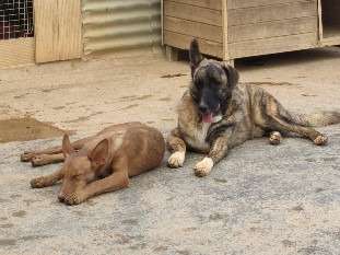 Chien à adopter