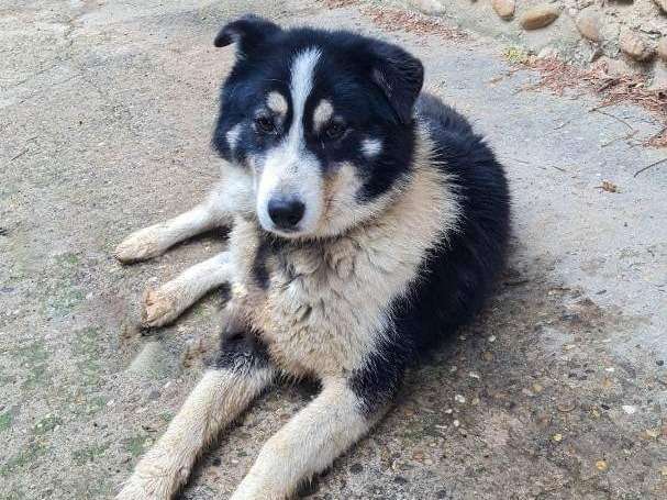 Chienne de 3 ans à donner