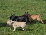 Chiots Bouledogues Français LOF à vendre