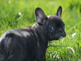 Chiots Bouledogues Français LOF à vendre