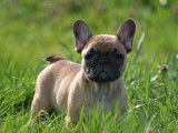 Chiots Bouledogues Français LOF à vendre