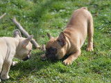 Chiots Bouledogues Français LOF à vendre