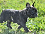 Chiots Bouledogues Français LOF à vendre
