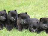 5 chiots Schipperkes m&acirc;les noirs LOF &agrave; r&eacute;server