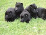 5 chiots Schipperkes m&acirc;les noirs LOF &agrave; r&eacute;server