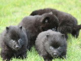 5 chiots Schipperkes m&acirc;les noirs LOF &agrave; r&eacute;server