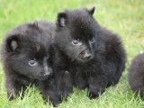 5 chiots Schipperkes m&acirc;les noirs LOF &agrave; r&eacute;server