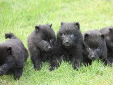 5 chiots Schipperkes m&acirc;les noirs LOF &agrave; r&eacute;server